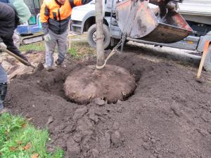 Zasaditev 21. nov. 2018 (7)